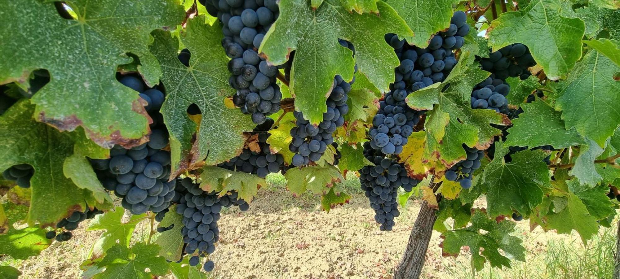 Chateau Neuf Le Desert Le Pizou Dış mekan fotoğraf